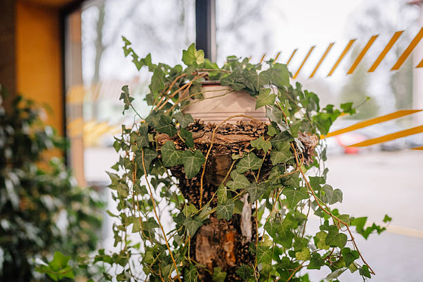 Ivy plant drapes elegantly over a decorative pot in a contemporary indoor space, adding a touch of nature and freshness to the modern environment