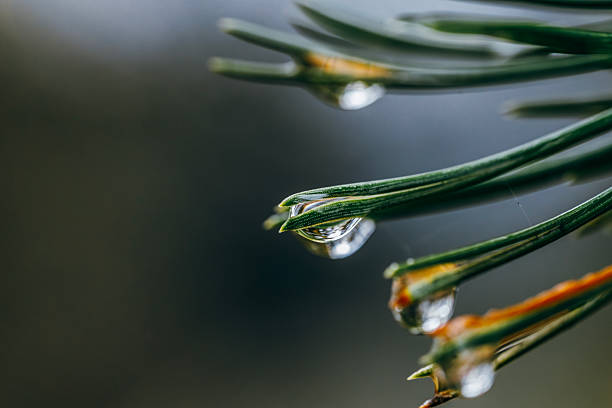 Water Droplets on Green Pine Needles, Clear Reflections, Macro Close-Up, Dew Drops, Natural Detail, Shallow Depth of Field, Fresh Morning