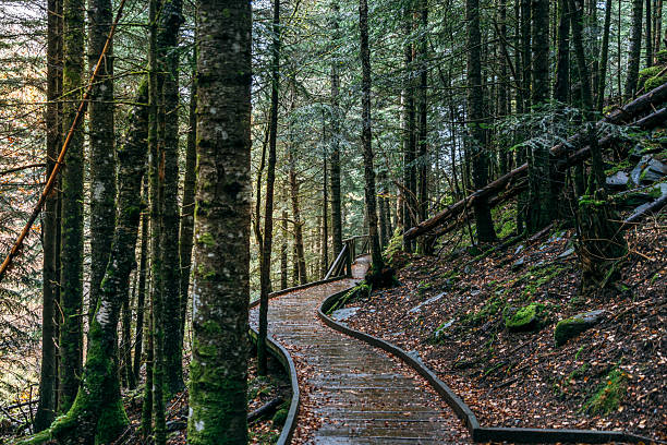Wooden Boardwalk Path Winding Through Moss-Covered Forest with Tall Trees