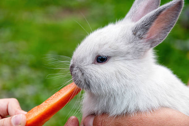 istock Cute, white bunny being hand-fed a juicy carrot 2247237875