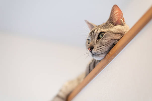 istock A cute cat gazing from a high place 2247238931