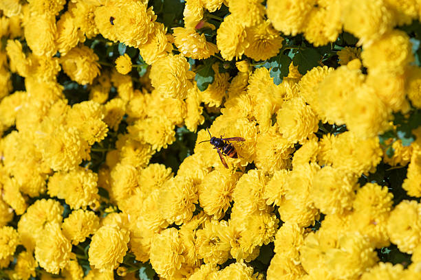 insect