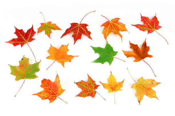 istock autumn colorful leaves on white background 2247239134