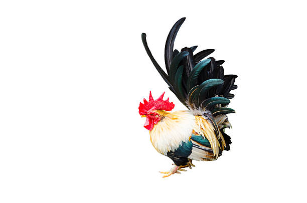 istock Black male bantam chicken isolated on white background, commonly known, are simply small breed chickens 2247239465