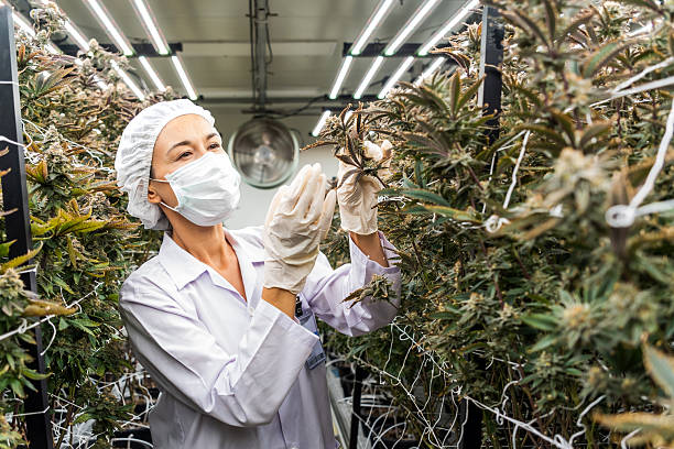 istock Scientist inspects cannabis plants in an advanced indoor farm using LED lights. The scene promotes eco-friendly agriculture, sustainable cultivation, and modern biotech for medical cannabis production 2247239643