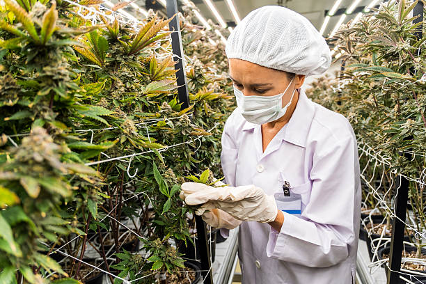 istock Scientist inspects cannabis plants in an advanced indoor farm using LED lights. The scene promotes eco-friendly agriculture, sustainable cultivation, and modern biotech for medical cannabis production 2247239645