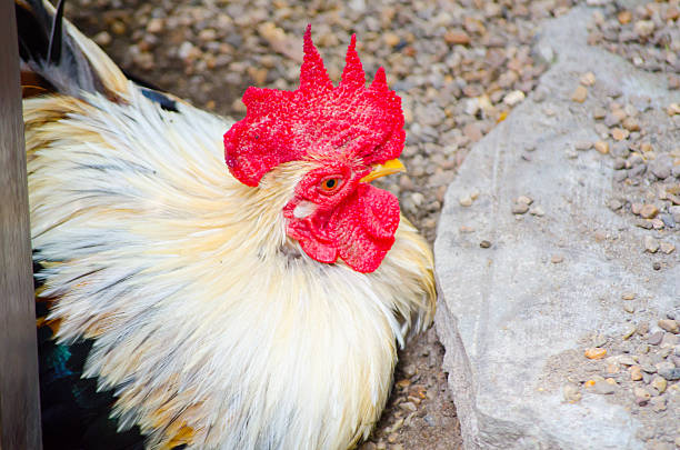 Close up Black male bantam chicken, commonly known, are simply small breed chickens and kept as ornamental chickens or as pets or for exhibition or show