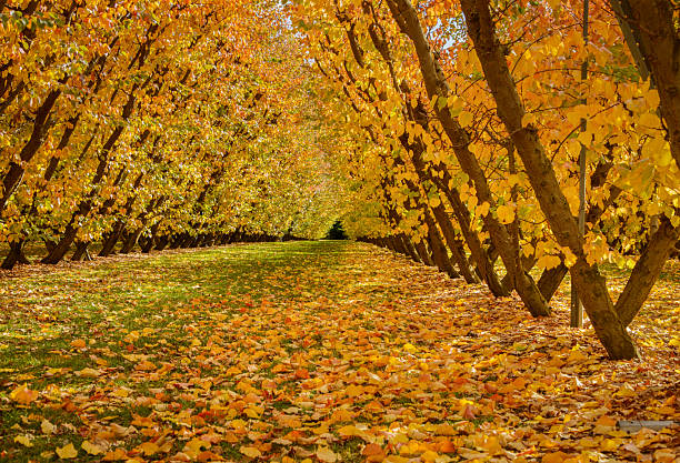 Autumn apricot orchard. Otago. South Island.