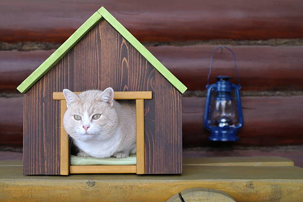 A red cat sits in a wooden cat house on a yellow wooden bench against a log wall with the blue iron lantern on it.