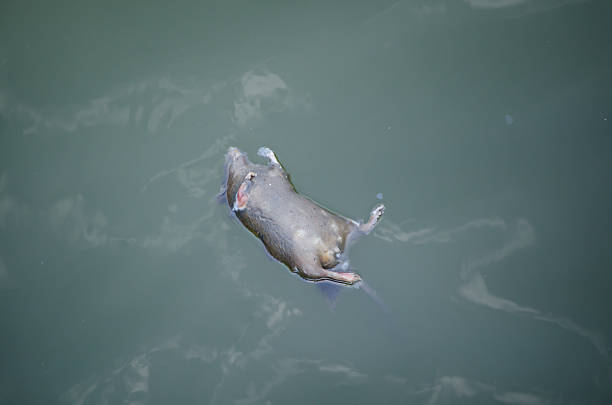 istock Rat dead body floating on surface of canal water. 2247240621