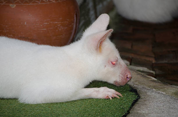 Close up cute Albino White wallaby resting and laying down on the ground, is a small or middle-sized macropod native to Australia and New Guinea, belong to the same taxonomic family as kangaroos