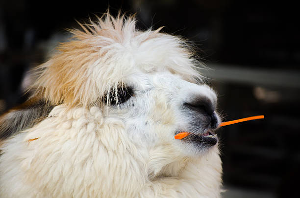 Hungry white cute alpaca eating a carrot stick, is a species of South American camelid mammal
