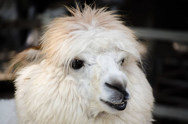 White Alpaca with fluffy head and ears