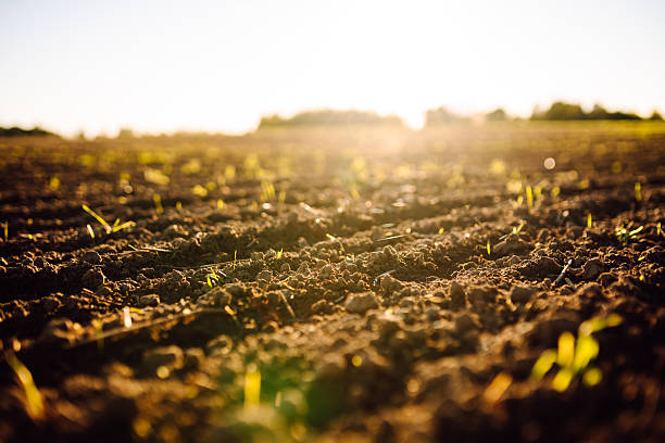 istock A freshly plowed field with small green shoots in the sun rays. 2247245206