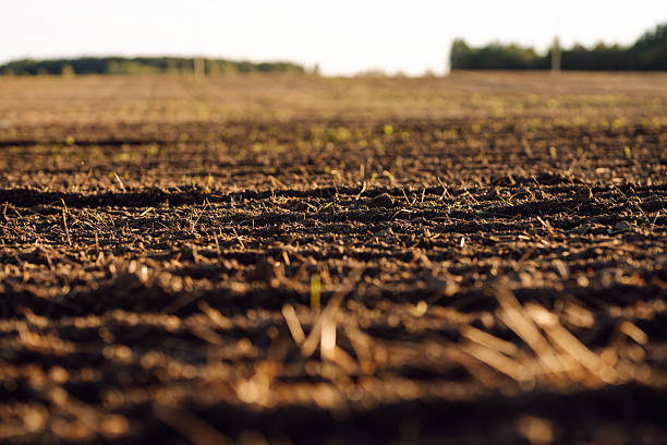 istock A freshly plowed field with small green shoots in the sun rays. 2247245207