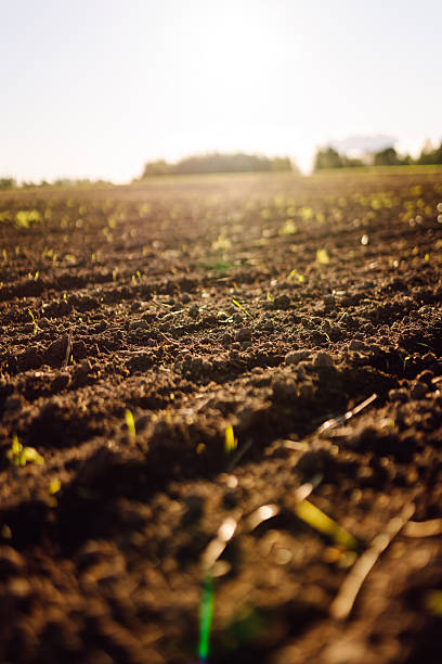 istock A freshly plowed field with small green shoots in the sun rays. 2247245214