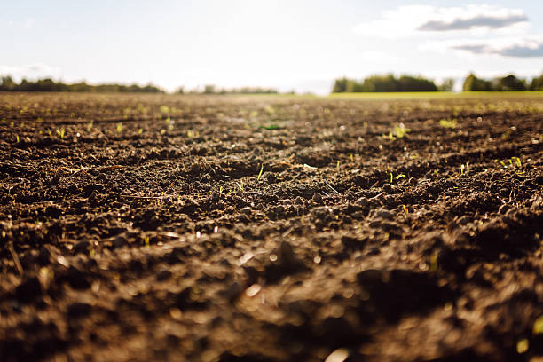 istock A freshly plowed field with small green shoots in the sun rays. 2247245243