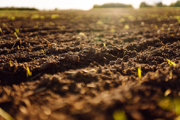 istock A freshly plowed field with small green shoots in the sun rays. 2247245244