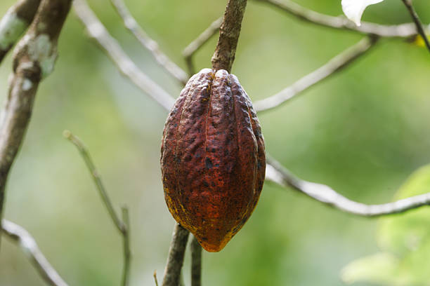 Ripe cocoa pod hanging on a tree branch in a tropical plantation, ideal for agriculture, food production and sustainability themes, high-quality image perfect for blogs, education, packaging and editorial use.