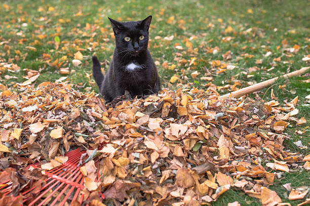 Autumn garden works, raking leaves with black cat