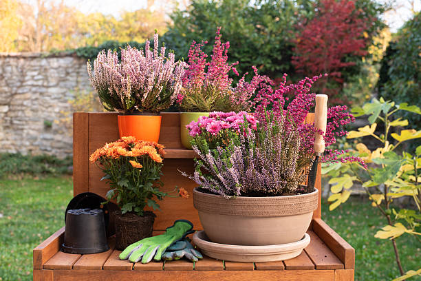 istock Autumn garden works, flower planting. 2247247462