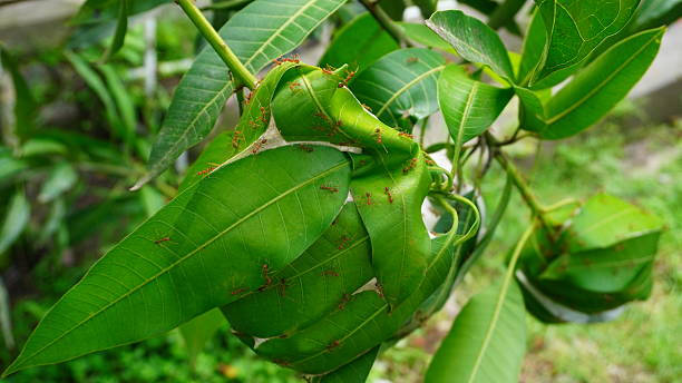 istock Oecophylla smaragdina Nest on Branches 2247247893