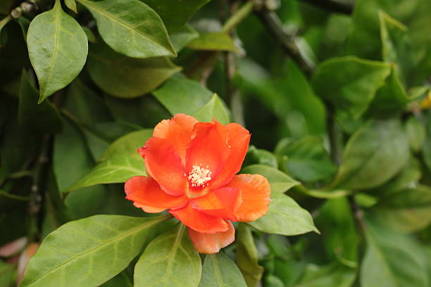 istock Leuenbergeria Bleo Flower 2247247896
