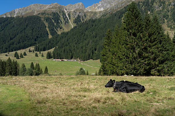White Cow with Spots Standing on the Field Near the Black Forest on a Hot Sunny Summer Day