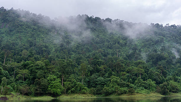 istock Misty Tropical Rainforest Slope Above Calm Waters 2247248923