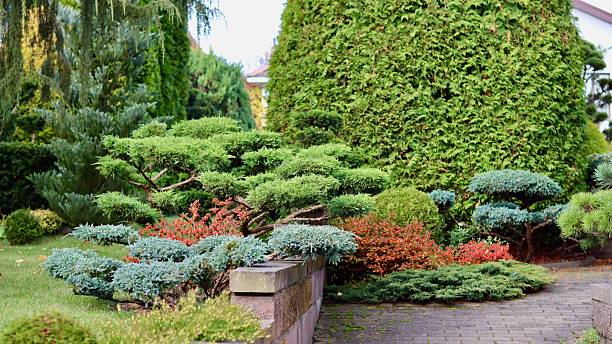A professionally landscaped garden featuring clipped, trained juniper shrubs and trees alongside a brick walkway, with accents of Azalea Japanese Geisha Red showing vivid autumn red foliage.