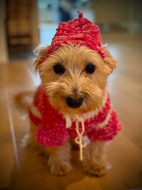 istock Cute dog in pink hat 2247256092