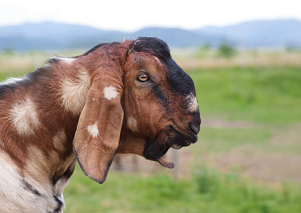 Closeup of Boer Goat. Capra aegagrus hircus.