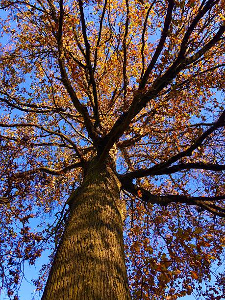 istock Large tree with colorful leaves in autumn season 2247259053