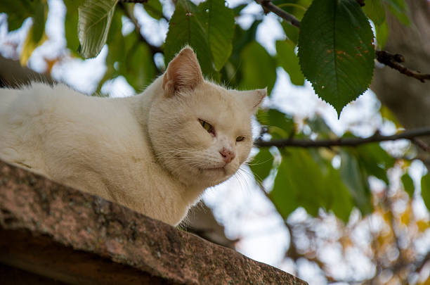Close-up of a cream-colored white cat resting on a stone ledge outdoors. The feline has squinted yellow eyes and a serious expression, framed by lush green foliage and tree branches against a bright, hazy sky background.