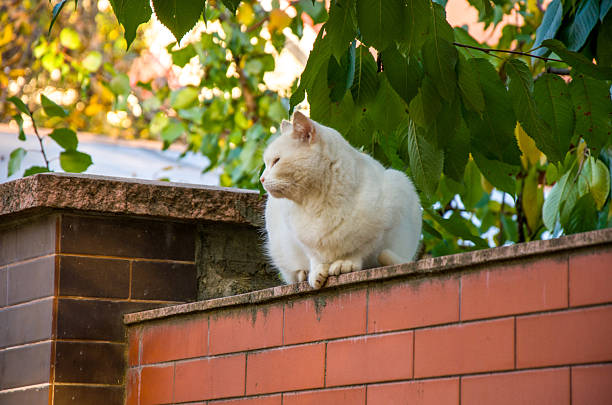 A beautiful, plump pure white cat rests peacefully on a terracotta-colored brick wall, enjoying the late afternoon sun filtering through dense green foliage overhead. The animal looks calm and observant, contrasting sharply with the rustic background.