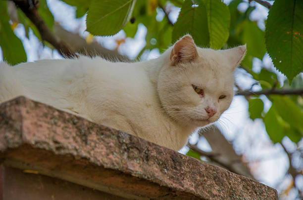A close-up shot of a watchful, short-haired white cat sitting high up on a textured, moss-covered brick wall. The cats yellow-green eyes are half-closed, giving it a calm but alert expression.
