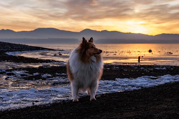 A fluffy dog stands on a snowy lakeshore at sunset with mountains and warm light reflecting on the water. The scene combines winter elements with soft evening tones.
