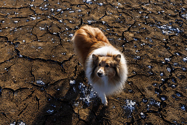A fluffy dog stands on cracked ground with sparse snow patches, looking up. The scene shows dry winter terrain under low sunlight.
