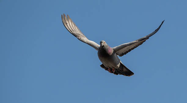 istock A flying common pigeon against a clear sky 2247265944