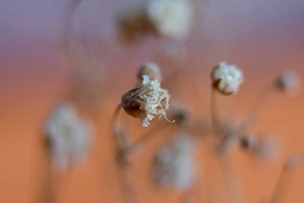 Close up of Daucus Carota flower