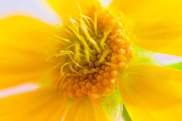 Macro photograph of a daisy flower.