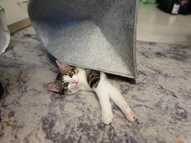 istock The kitten sleeps in the house 2247269086