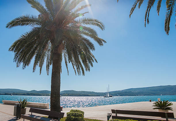 istock Promenade with palm trees on the Adriatic Sea 2247270563