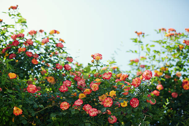 A rose tree adorned with vibrant blossoms on a sunny summer day