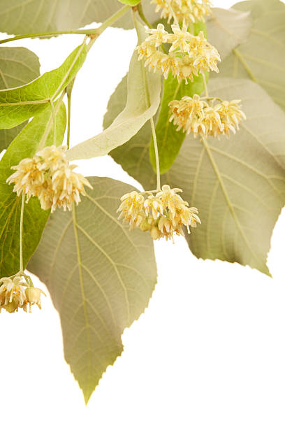 A freshly blossomed linden tree branch