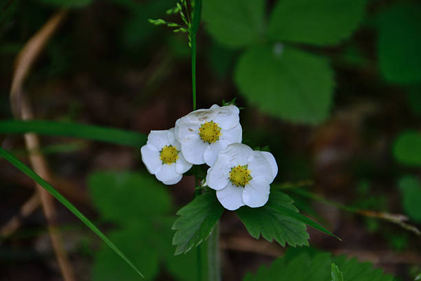 istock Delicate White Wild Strawberry Blossoms in Green Foliage 2247271562