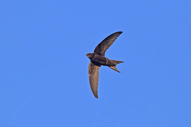 istock Black swift flying on the blue sky. 2247271740