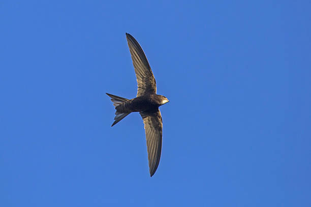 istock Black swift flying on the blue sky. 2247271742