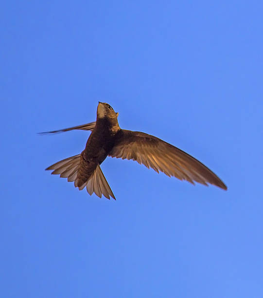 istock Black swift flying on the blue sky. 2247271755