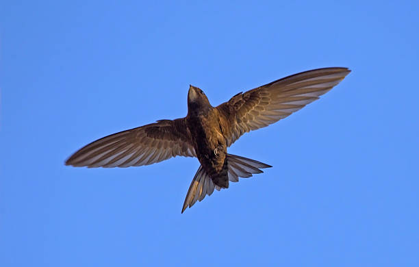 istock Black swift flying on the blue sky. 2247271757